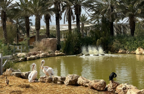 מכלוב עכברים עד לגן חיות אירופי